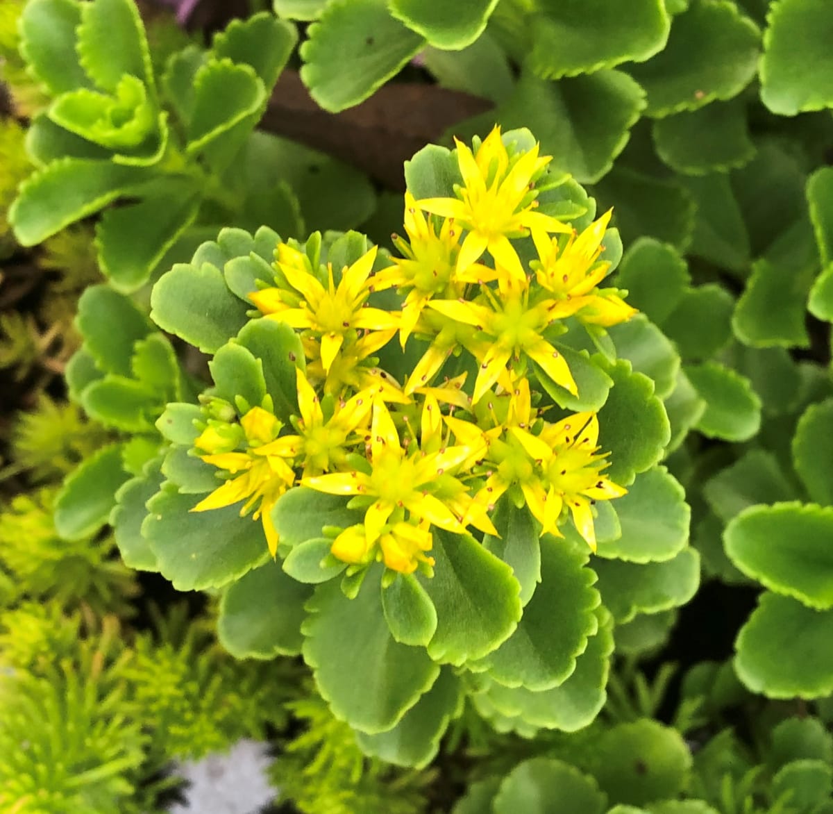Yellow burst stone crop by Kathryn Redden, Image 1.