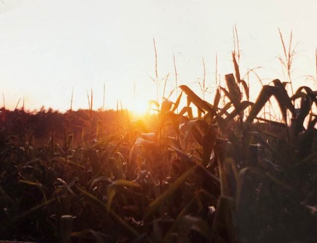 Cornfield Sunset by Kathryn Endlein Redden  Image: Eastern Shore farm at sunset 