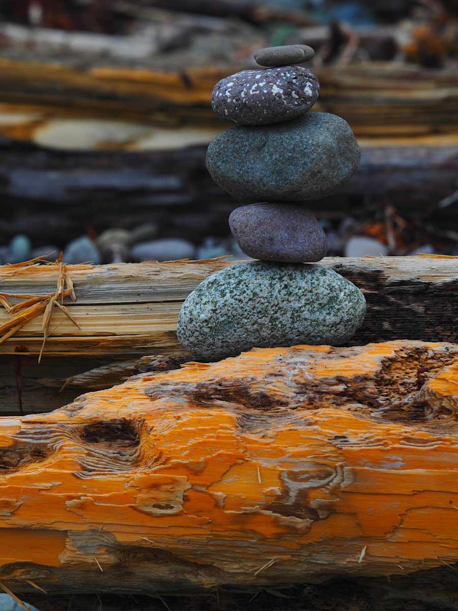 Driftwood and Stones, Goldsmiths Inlet by Susan Saunders 