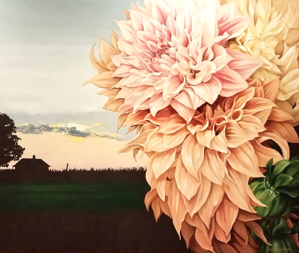 NORTH FORK DAHLIAS by Jean Marie Bucich 
