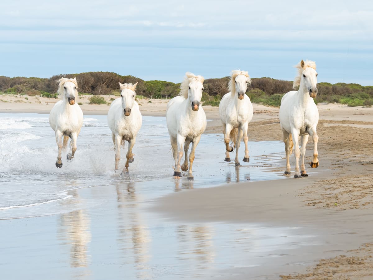 Charge! by Dee McMeekan 