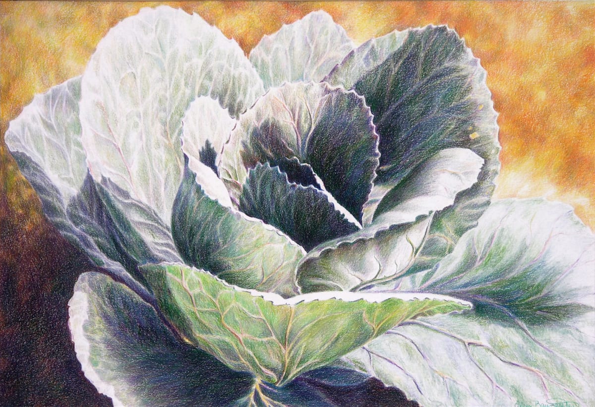 Cabbage Bloom by Eileen Baumeister McIntyre 