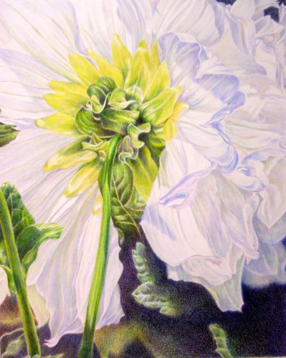 Dahlia by Eileen Baumeister McIntyre 