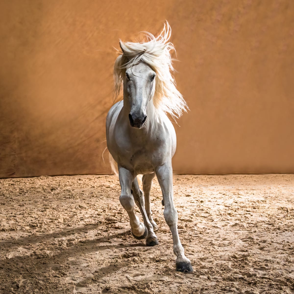 Attitude by Dee McMeekan 