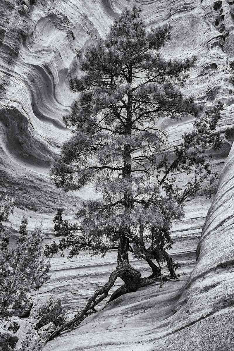 Slot Canyon Tree by Gerry Gilberti 
