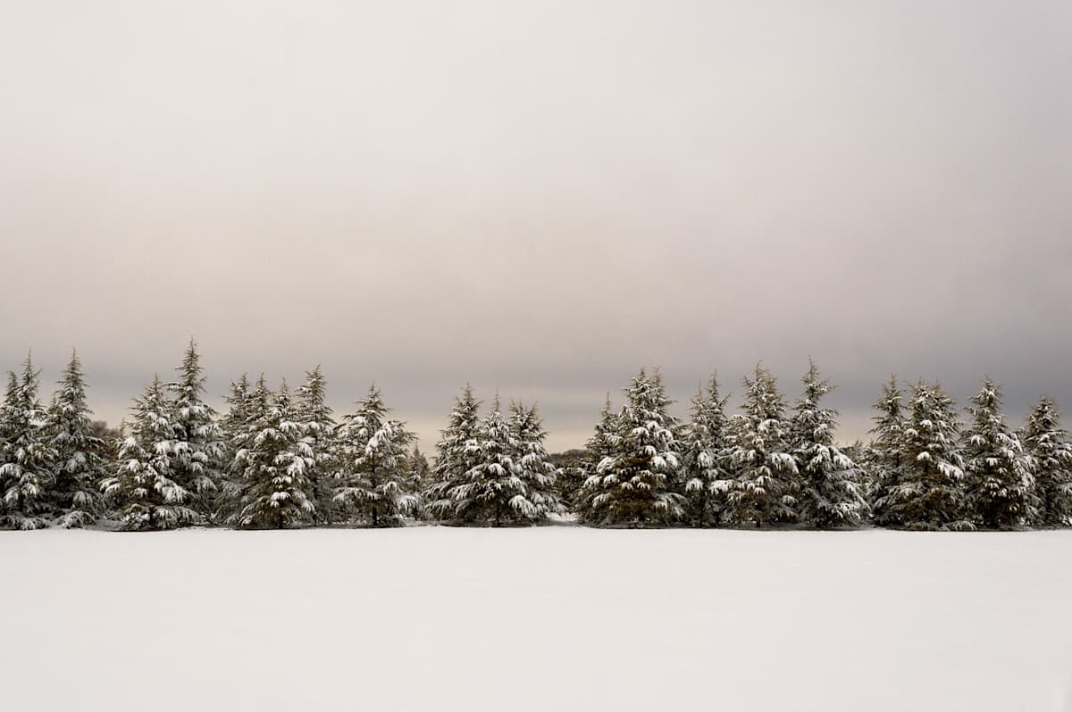 Winter Pines by Mike McLaughlin 