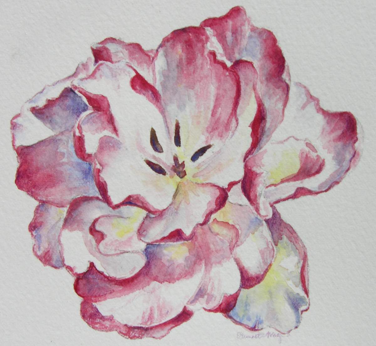 Candycane Tulip by Eileen Baumeister McIntyre, Image 11.