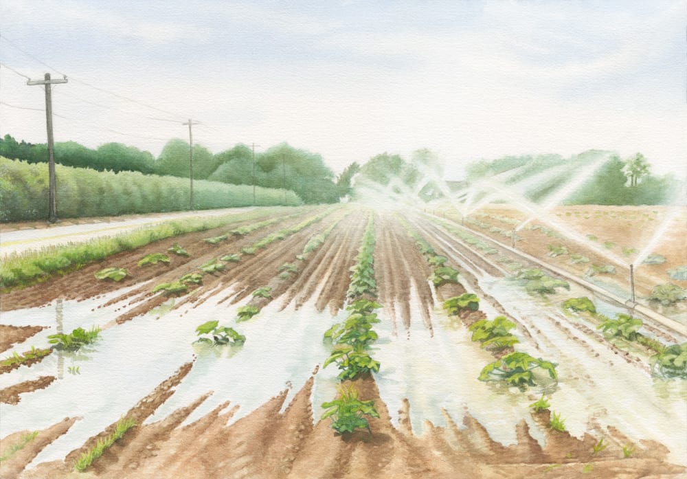 Puddle by Madeline Daversa 