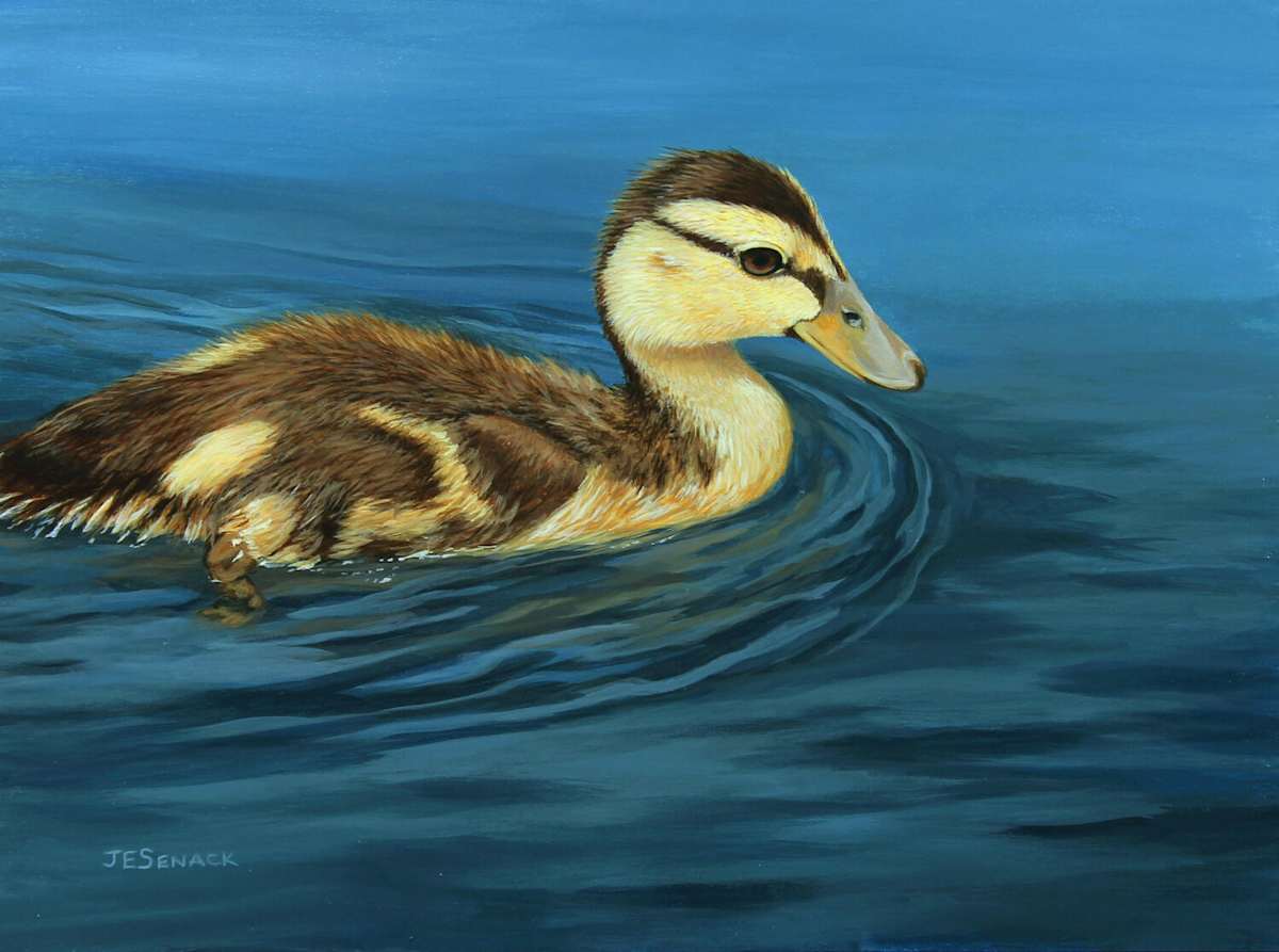 Mallard Duckling by J Elaine Senack 