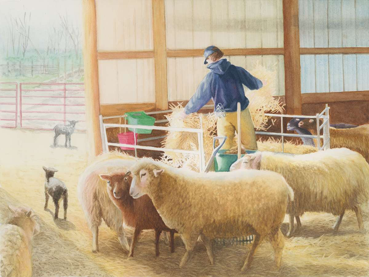 Sheep by Madeline Daversa, Image 1.