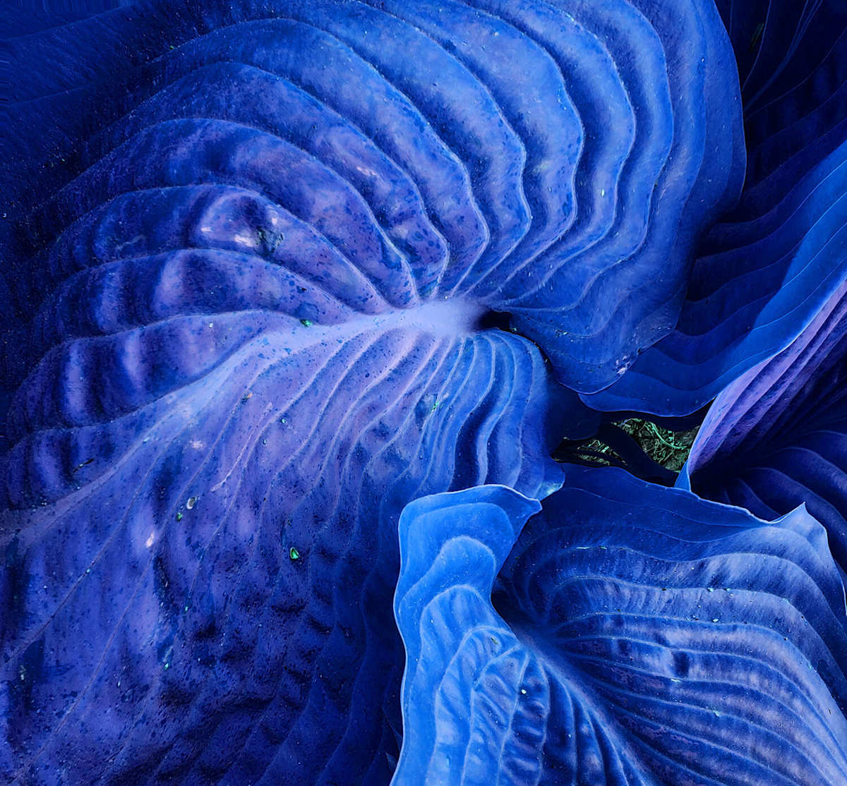 Blue Hosta by Janet Stearns 