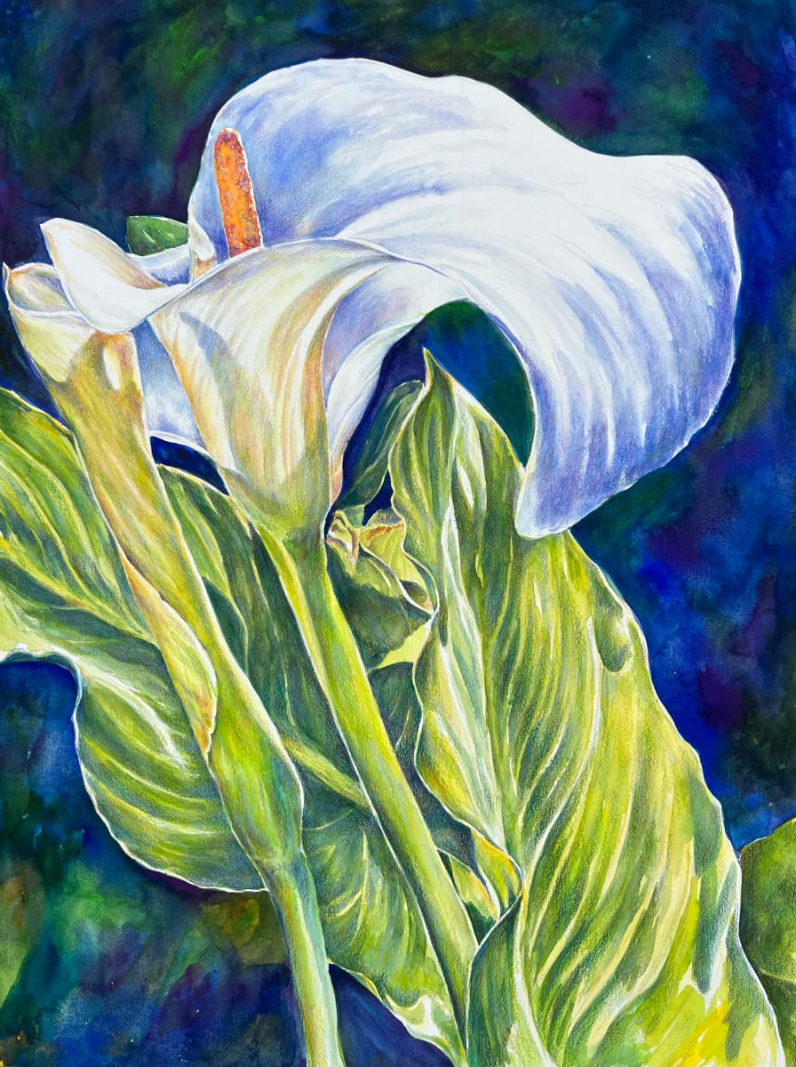 White Calla by Eileen Baumeister McIntyre 