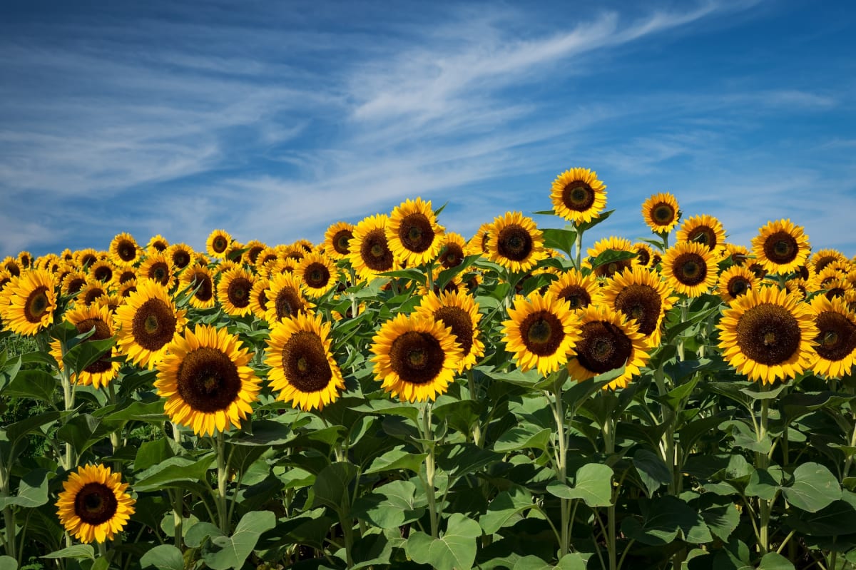 Sunflowers by Mike McLaughlin 