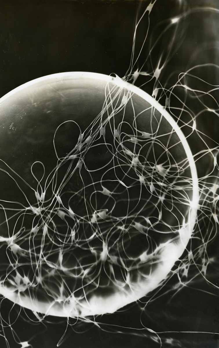 Photogram #54 by Erickson Estate 
