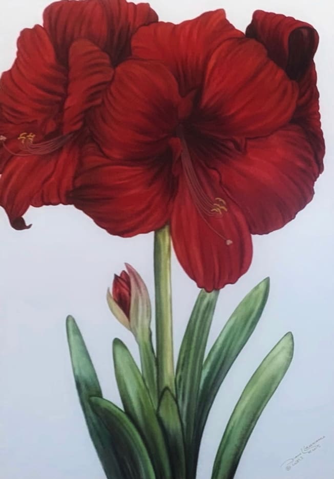Amaryllis by Diane Lawrence, Image 1.