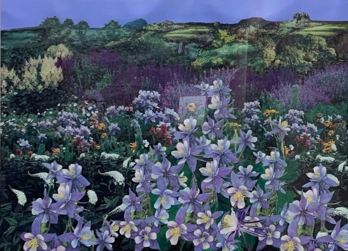 Blue Columbine by John Thorns 