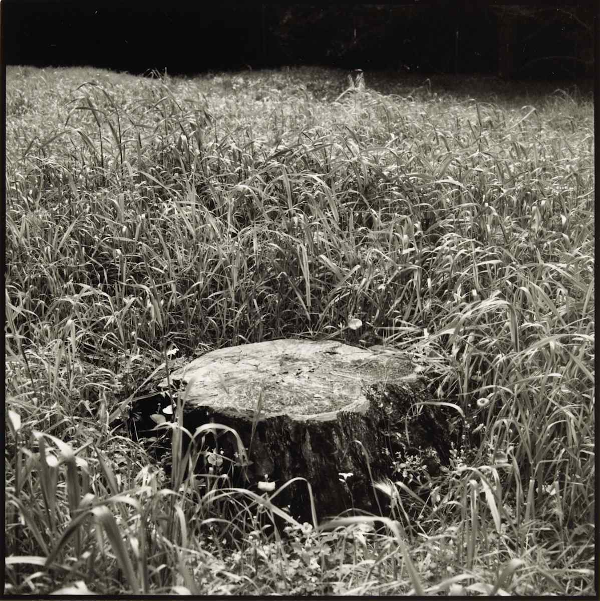 Bishop Pines (Stump) by Charles Marie Reilly, Image 1.