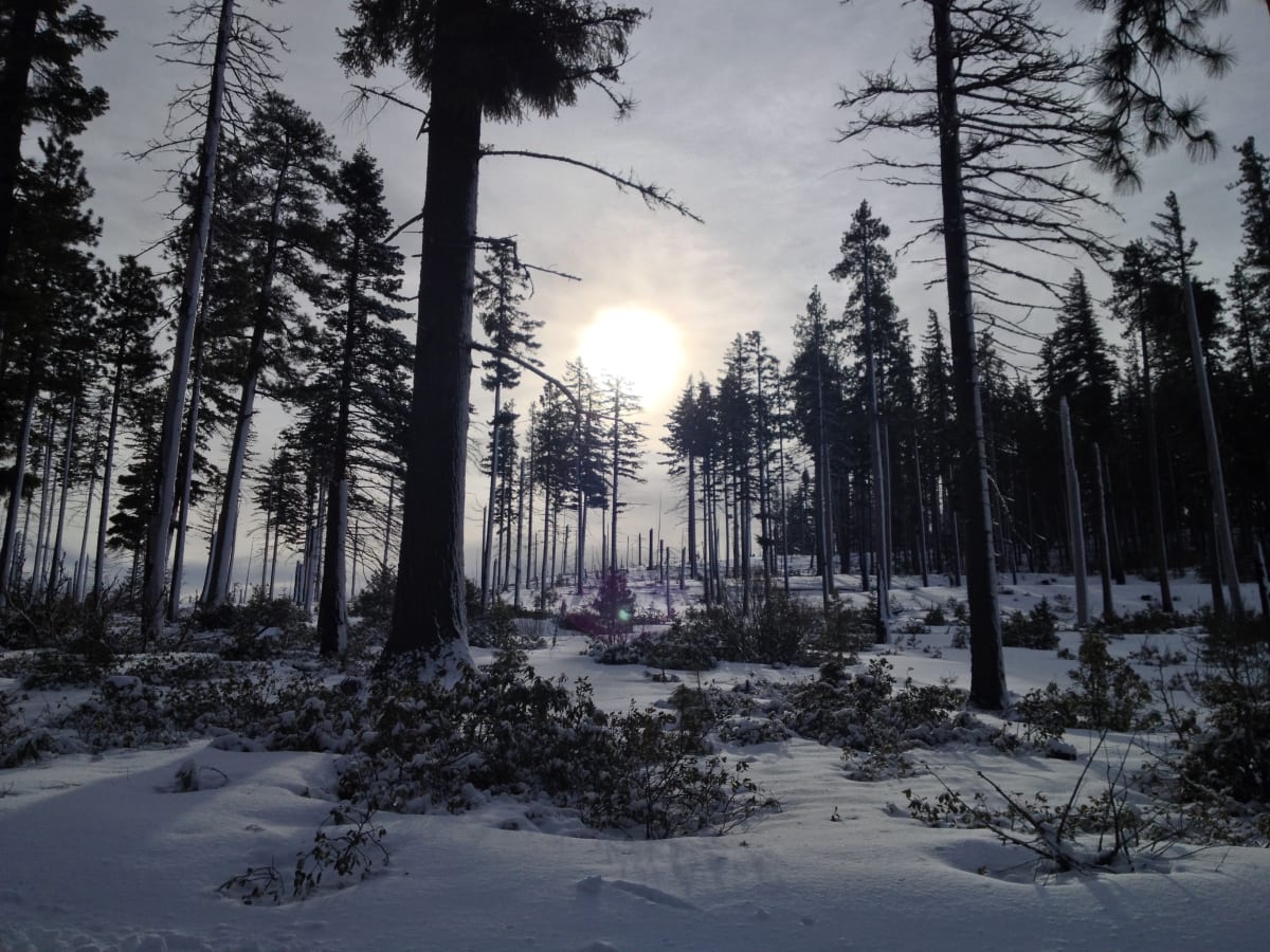 Sun on a Winters Day by Helen Dennis Studio, Image 5.
