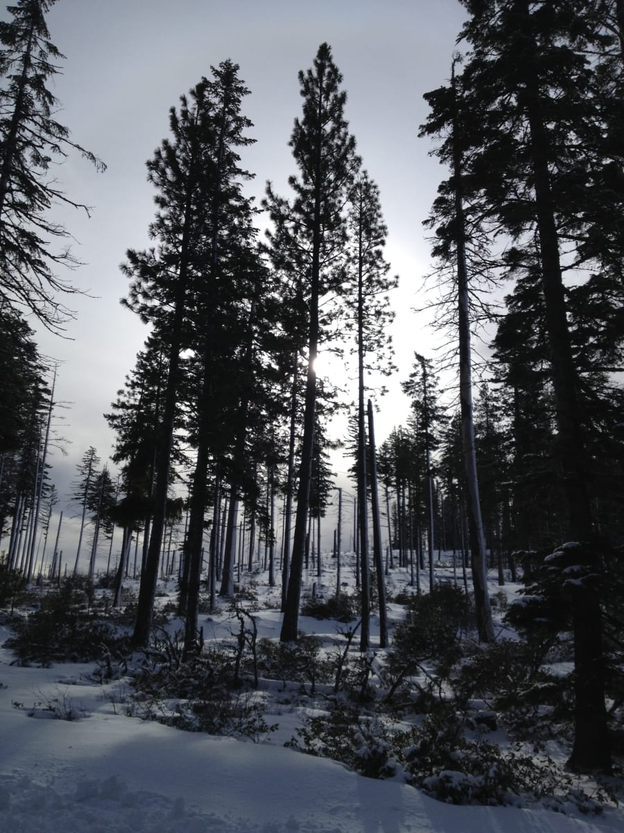 Trees in Winter / Oregon by Helen Dennis Studio 