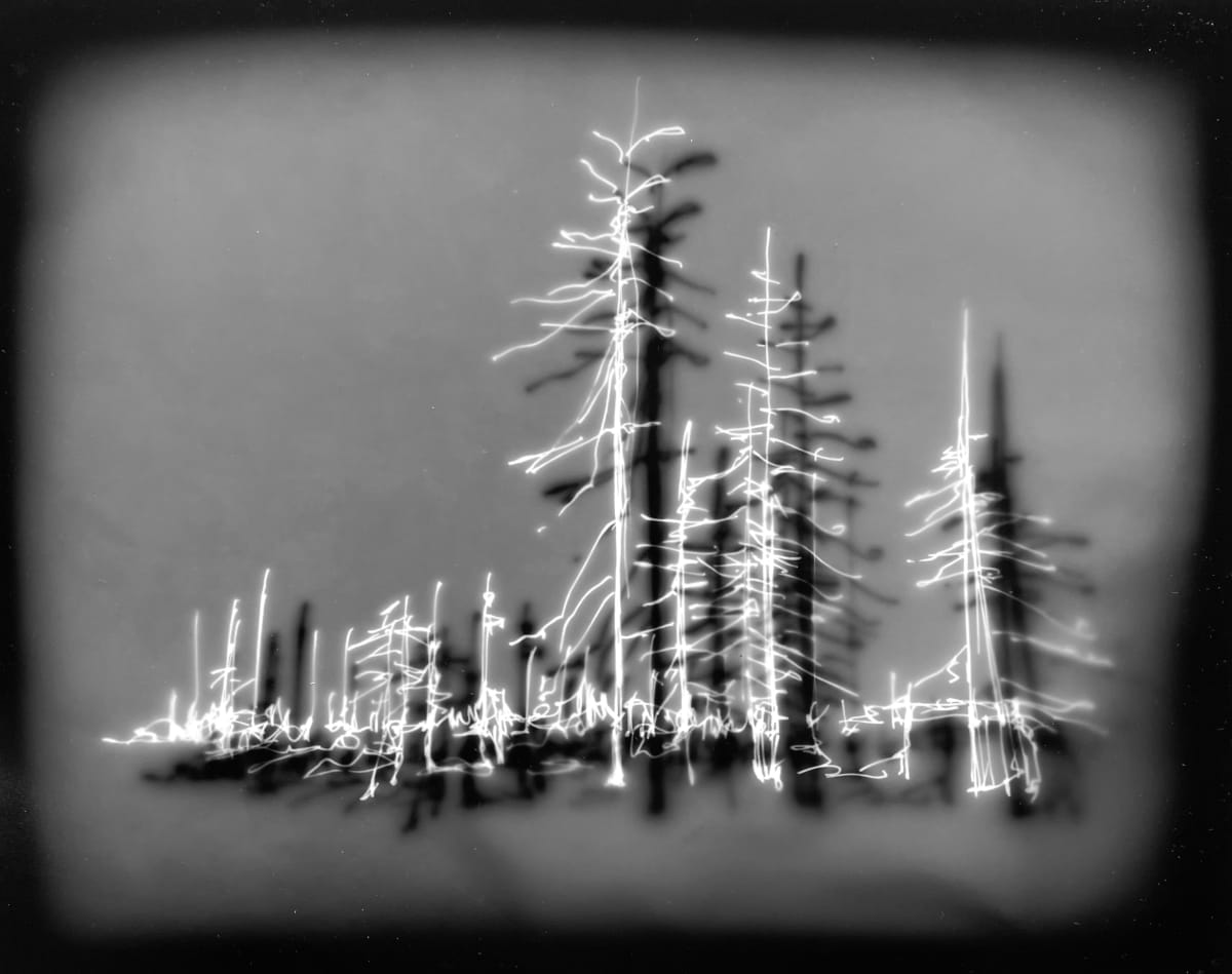 After The Fire / Oregon Trees - grey by Helen Dennis Studio, Image 7.