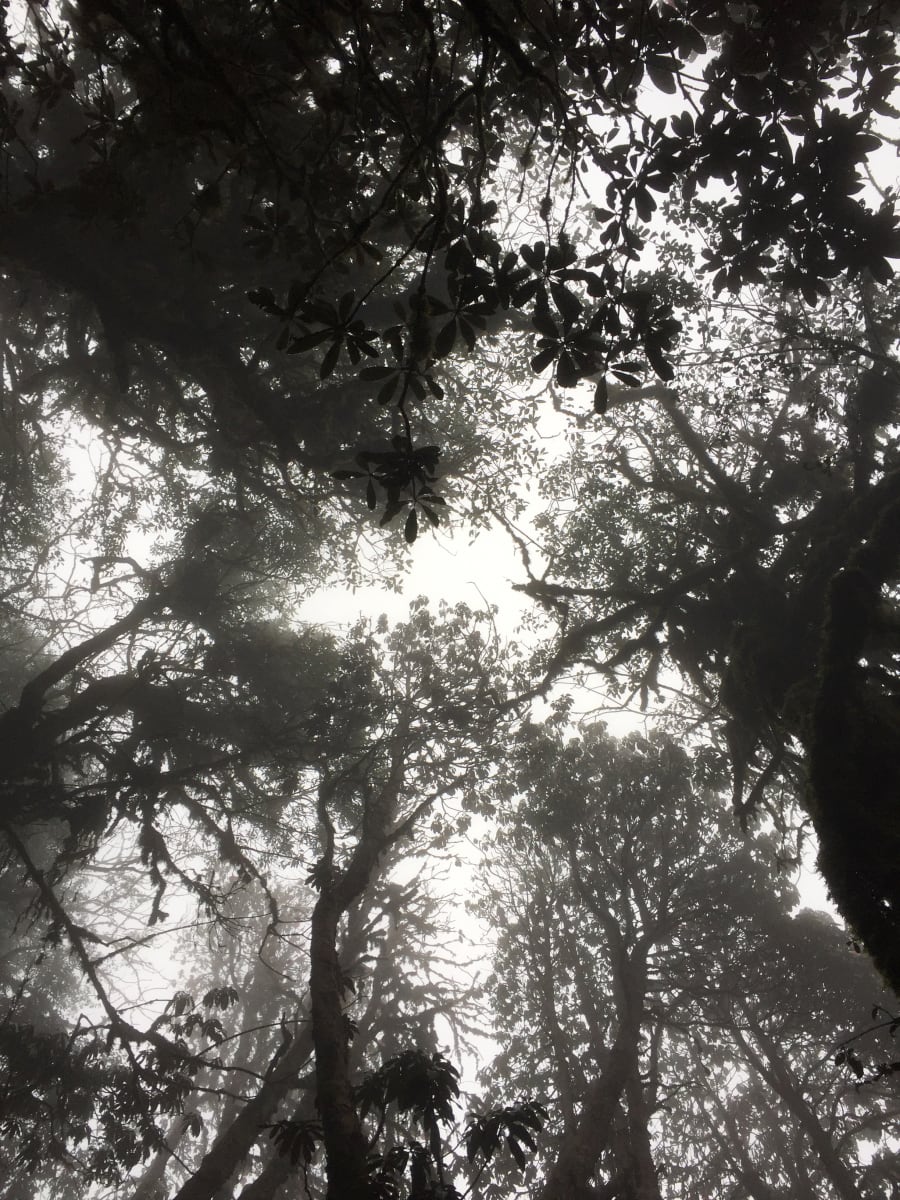 Morning Mist, Nepal by Helen Dennis Studio 