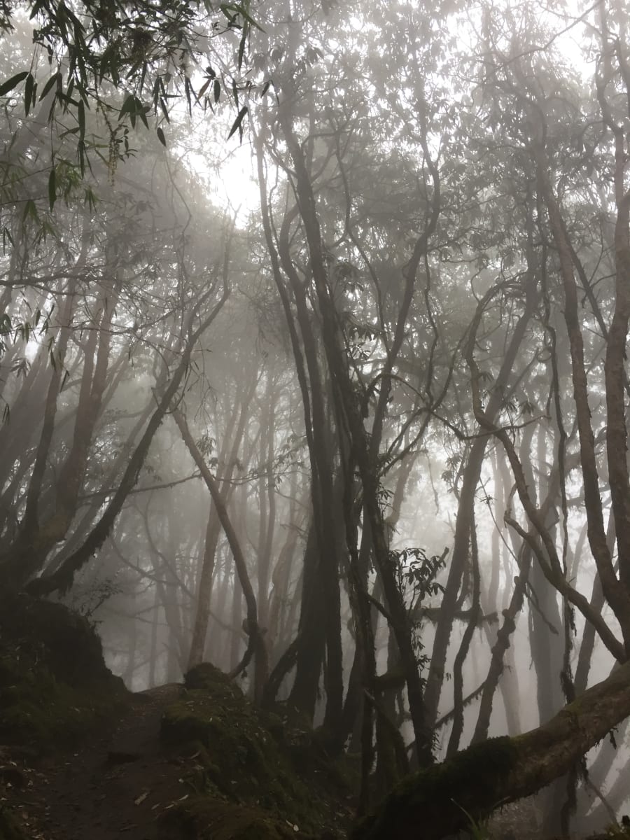 Morning Mist Amongst The Trees, Nepal by Helen Dennis Studio 