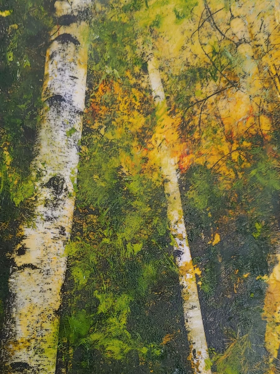 Towering Birches, Image 1.