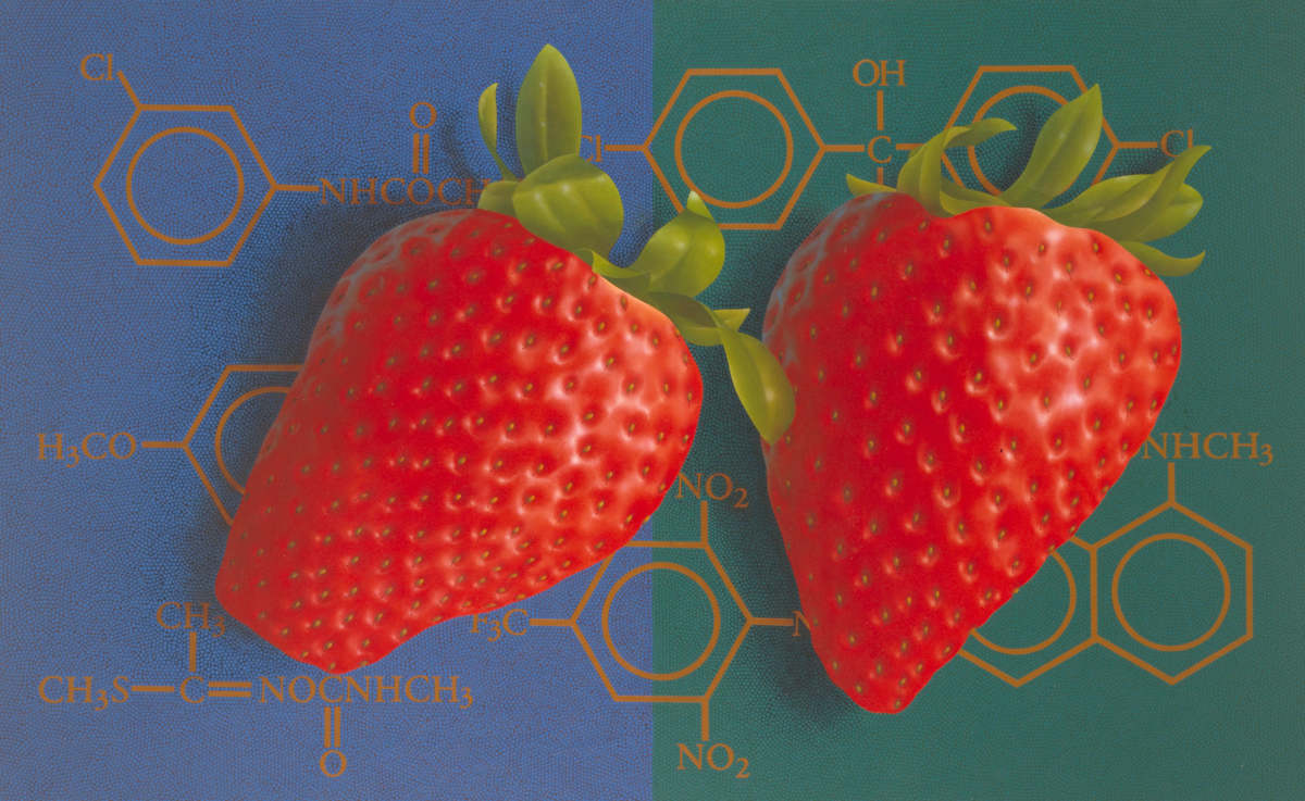 Altered Strawberries by Carlo Marcucci  Image: Altered Strawberries