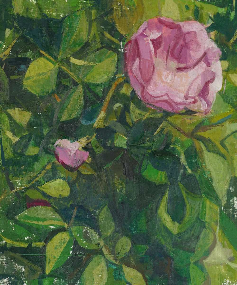 Pink Rose by Amy Scherer, Image 1.