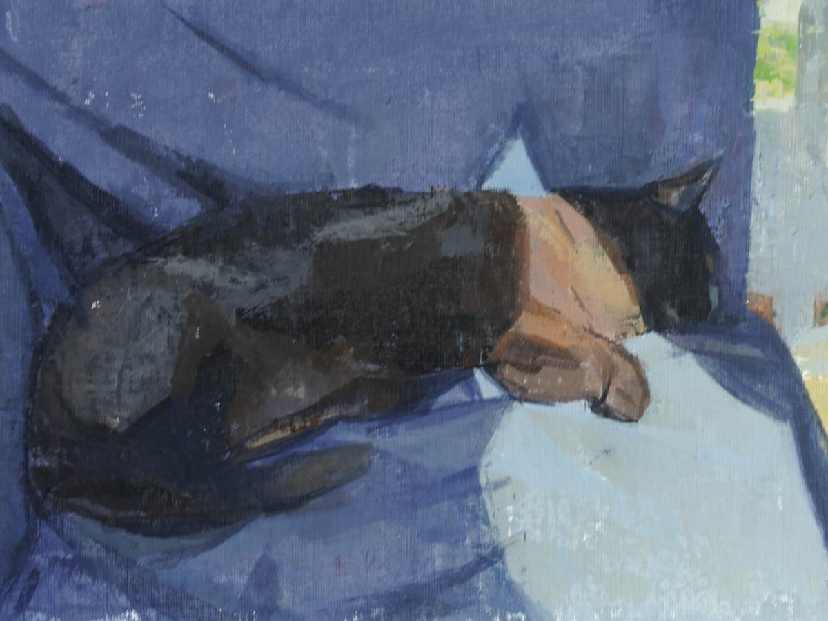 Cat in the Sun by Amy Scherer 