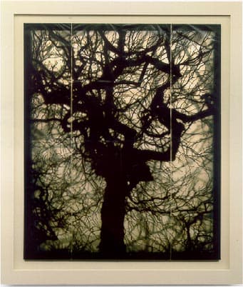 Structure of Thought #6 by Doug Starn, Mike Starn 