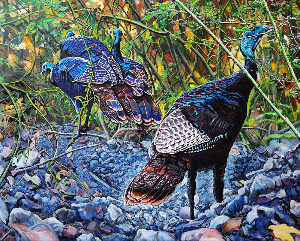 Wild Turkeys Peacefully Foraging by Fletcher Hayes, Image 1.