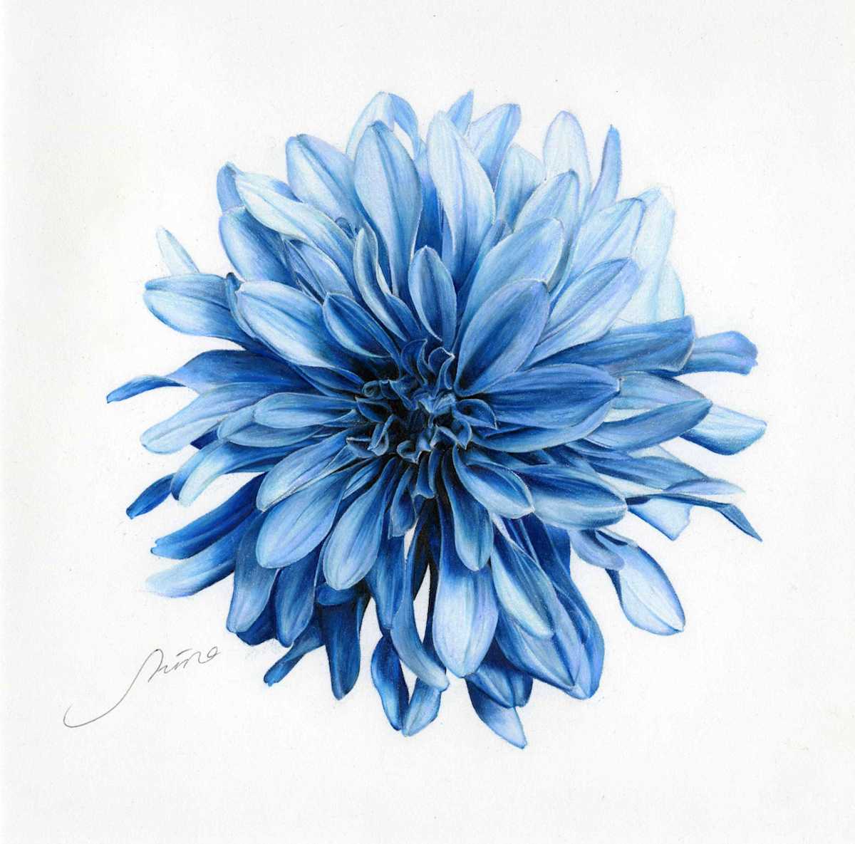 Blue Dahila by Taiki Shinohara 