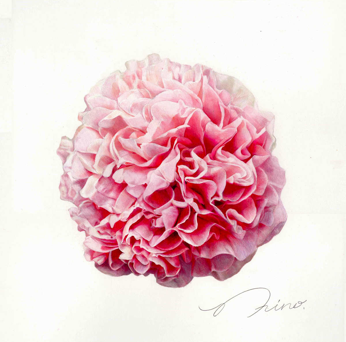 Pink Peony by Taiki Shinohara 