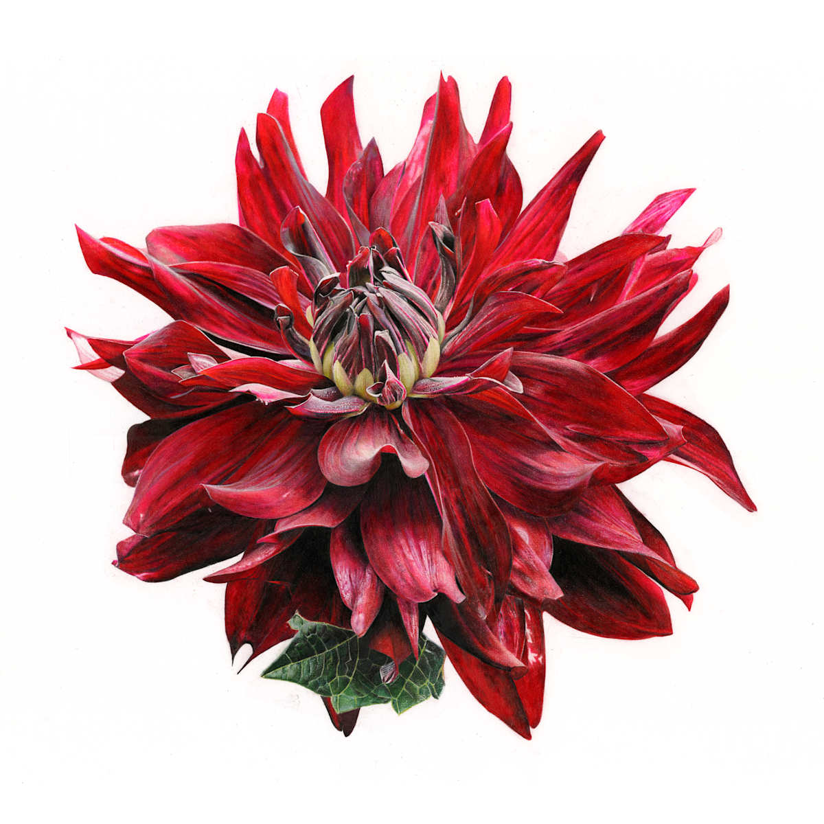 Dark Red Dahila by Taiki Shinohara, Image 2.