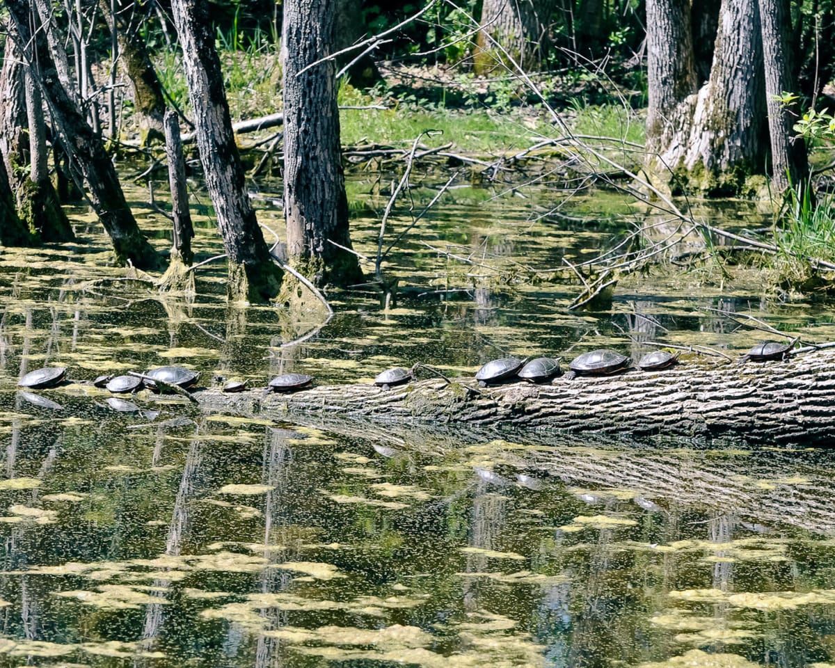 Turtles on a Log by Diane Balsley 