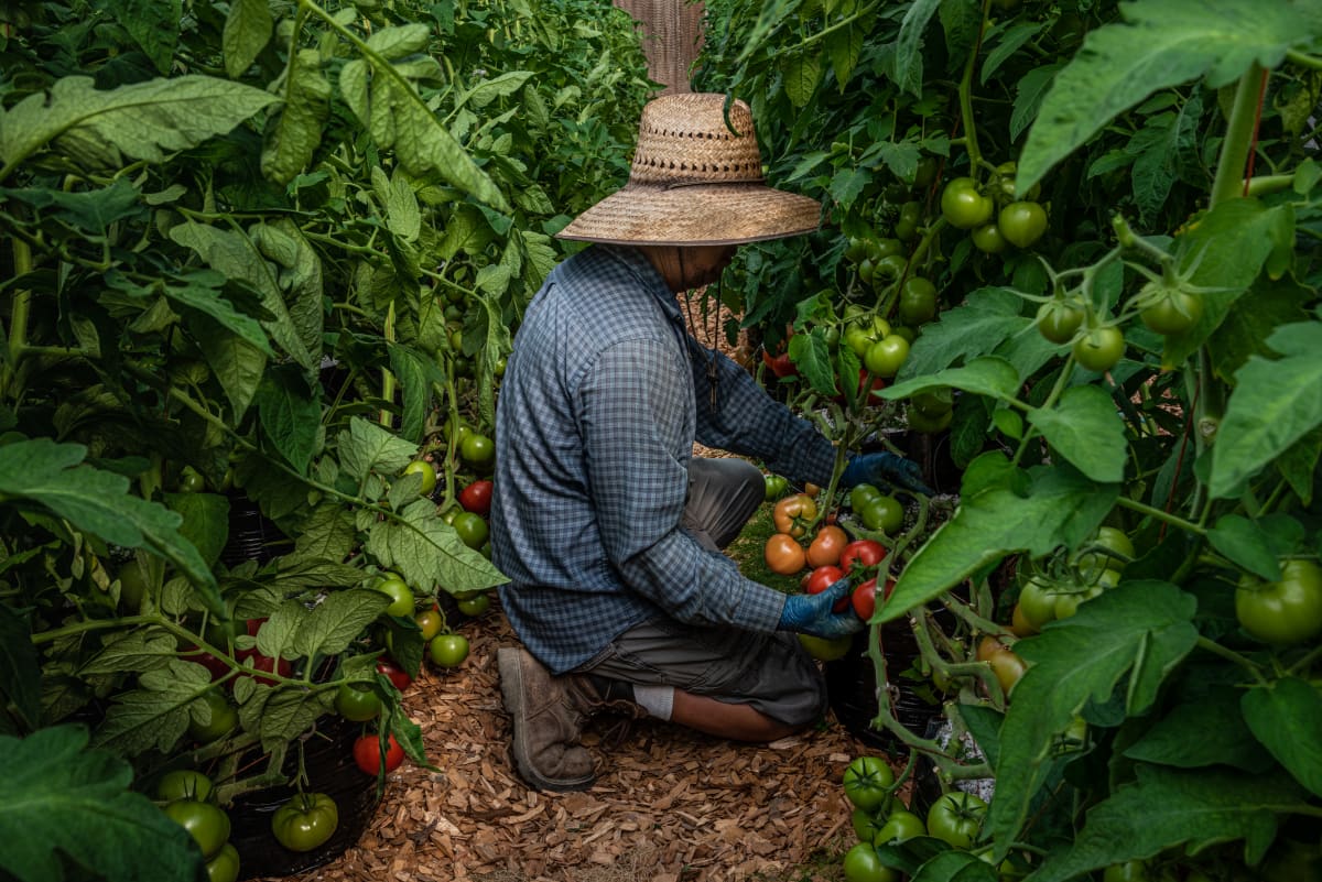 Pruning Tomatoes by Craig J. Barber 