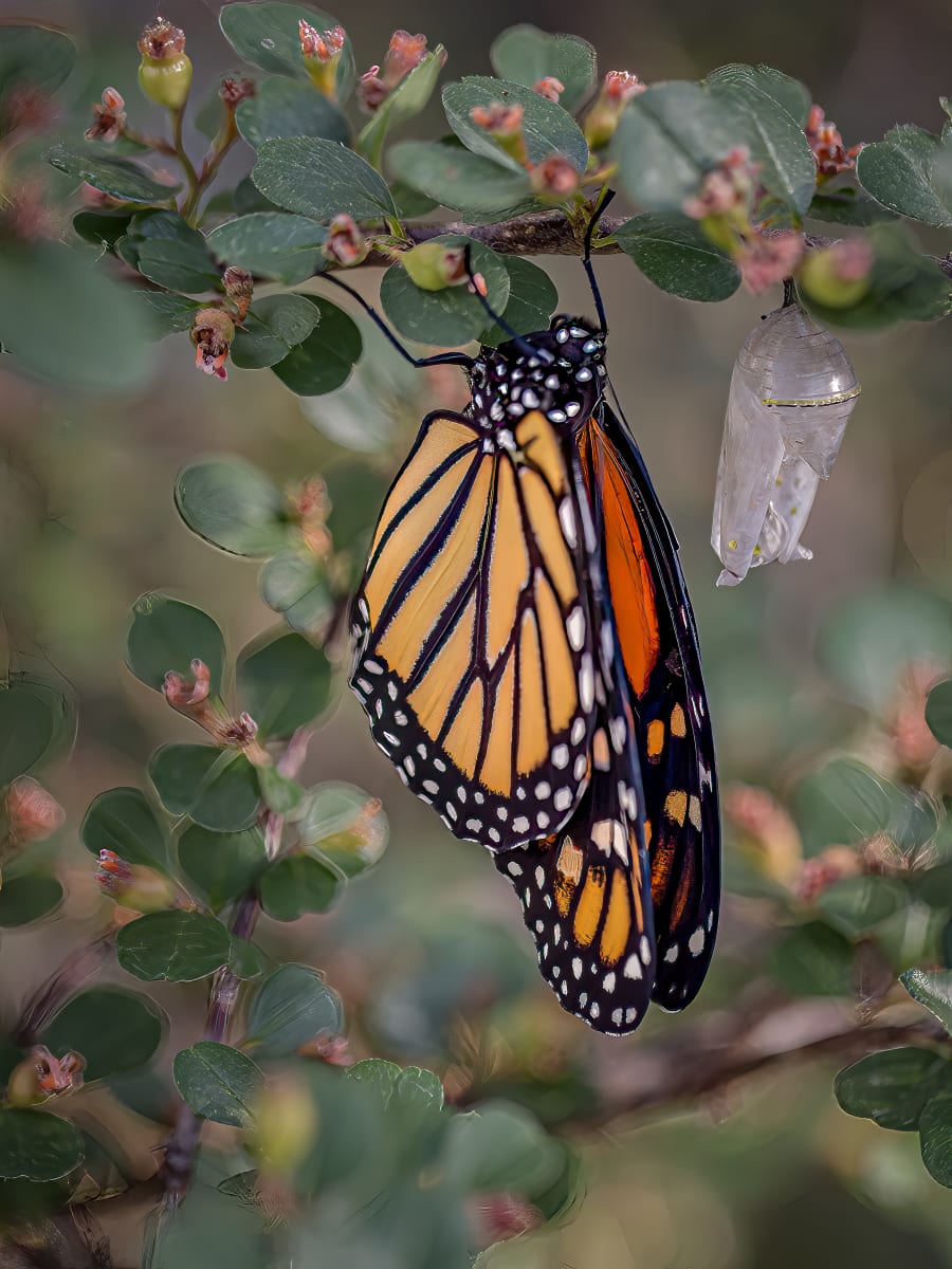 Emerging Monarch by Jamie Feldman 