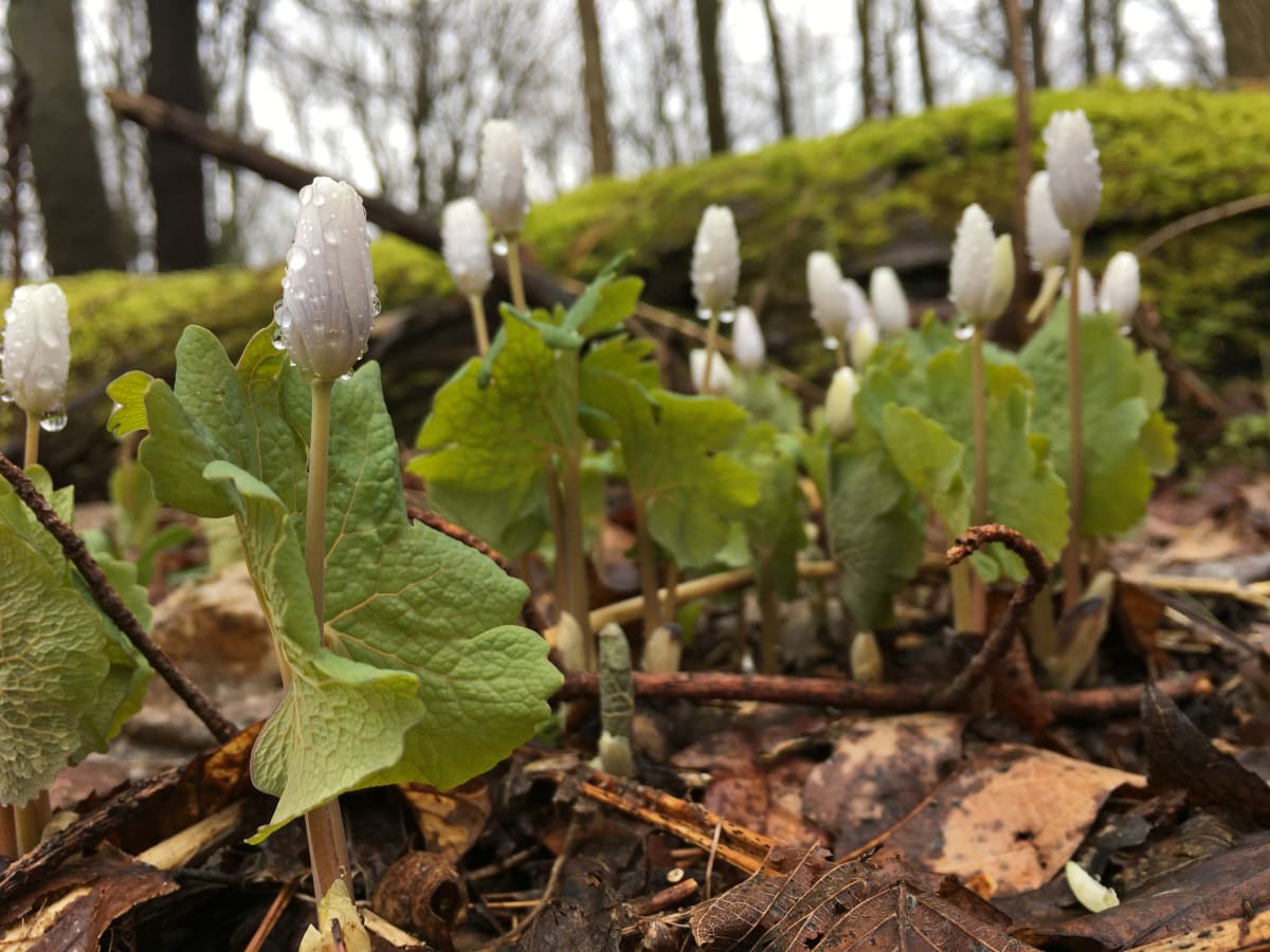 Bloodroot by Amelia Hansen 