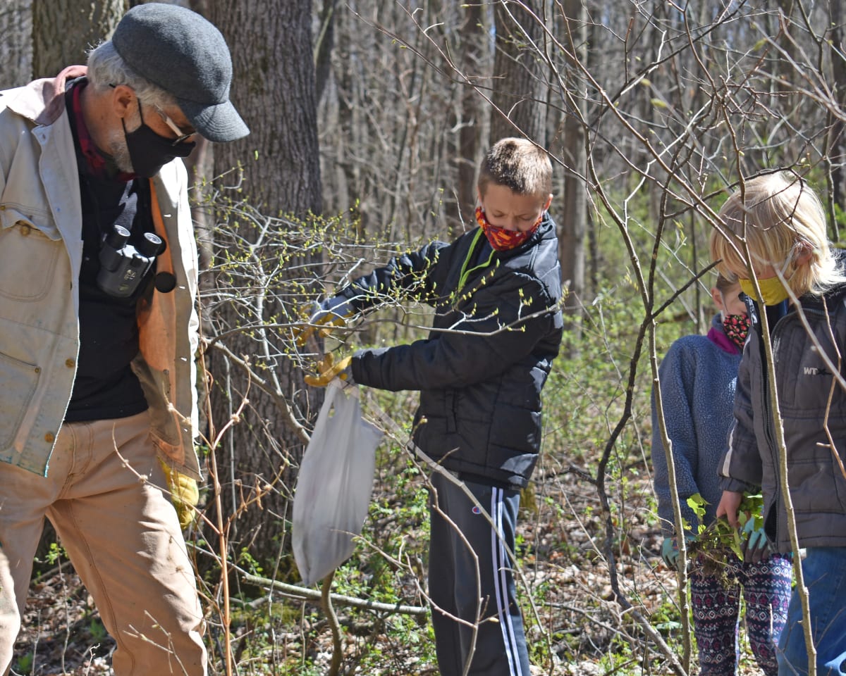 Garlic Mustard Pull by Amelia Hansen 