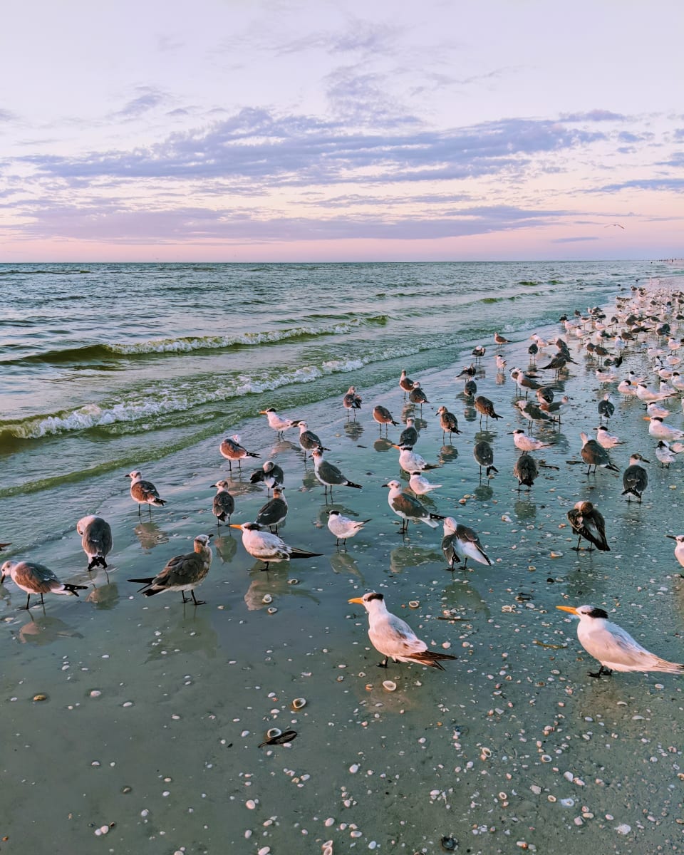 Watching the Sunrise by Tracie Joyner 