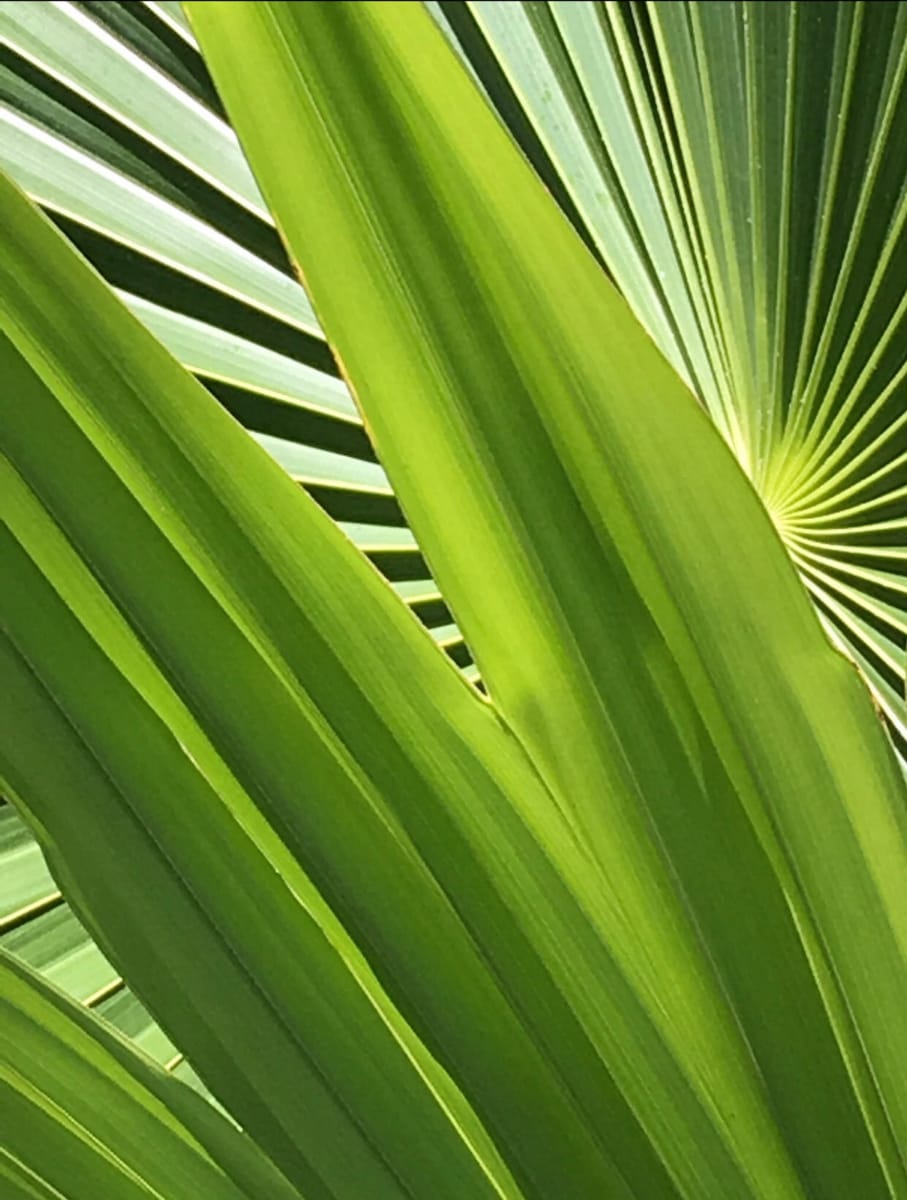 Photosynthesis by Jennifer Willoughby 