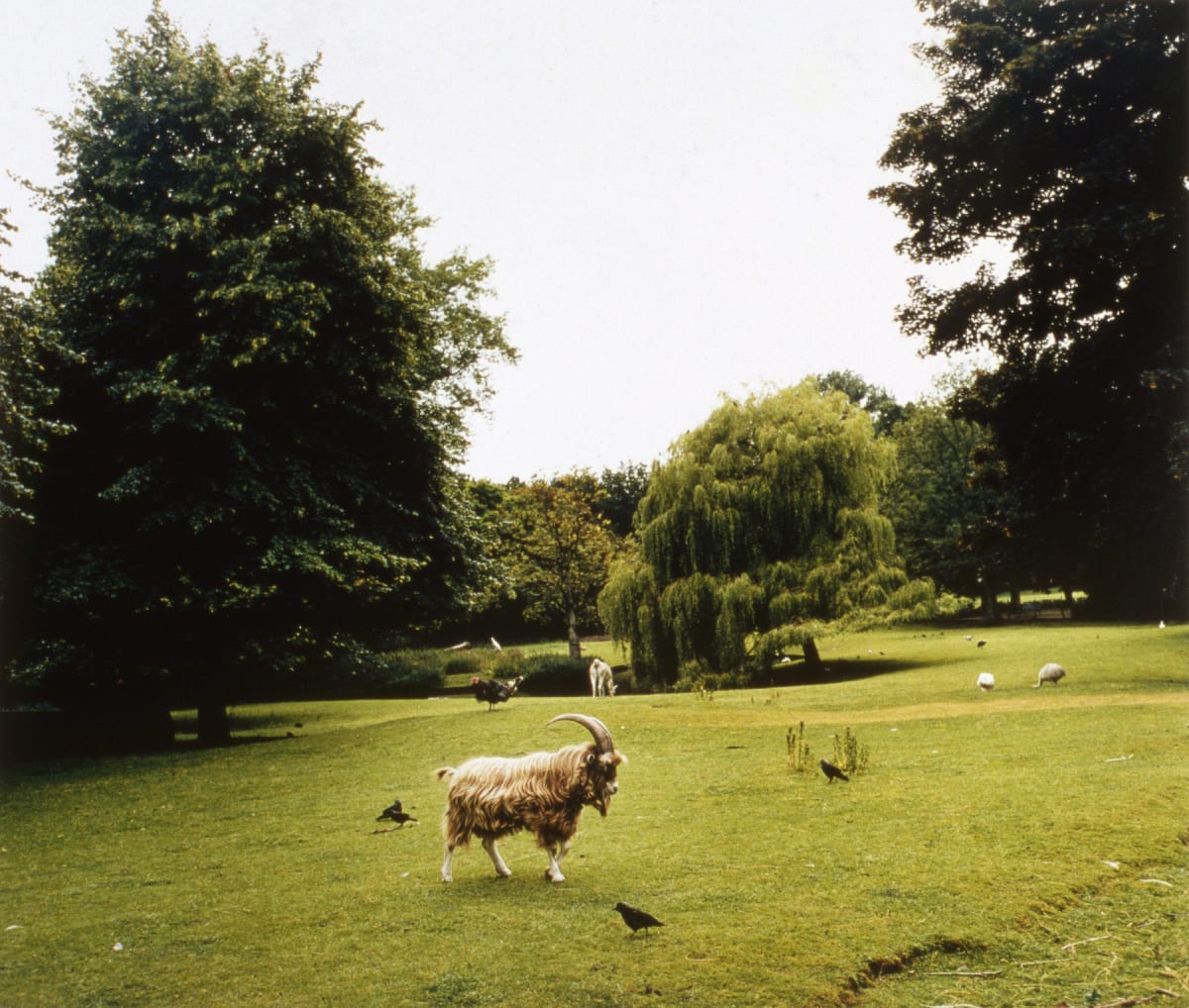 Animals, Enkhuizen by Hugh Martin  Image: Limited edition of 6
