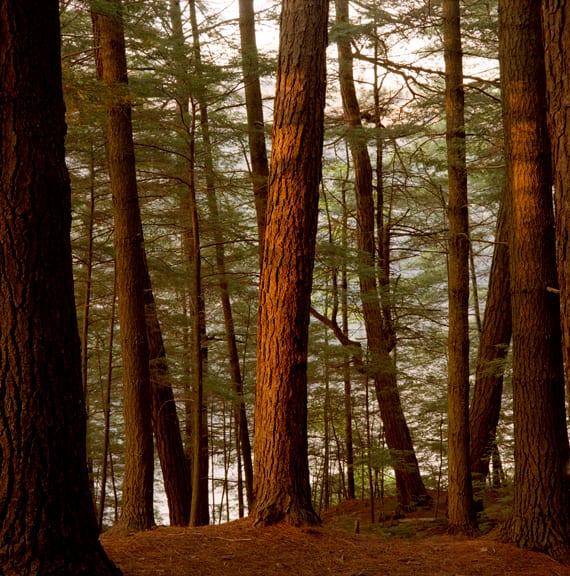 The Great Forest #1, Killarney:  Spring by Hugh Martin, Image 17.