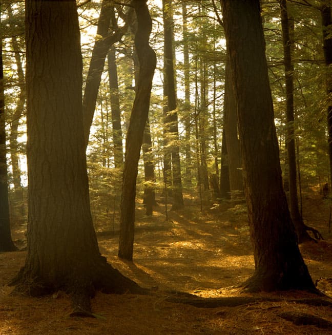The Great Forest #2, Killarney:  Spring by Hugh Martin, Image 20.