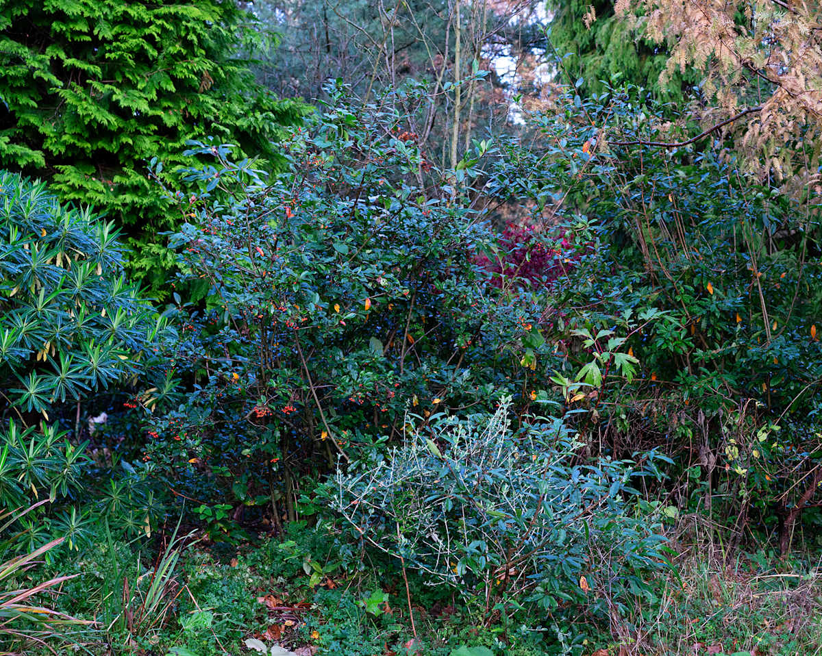 Botanic Gardens 2, Belfast by Hugh Martin, Image 1.
