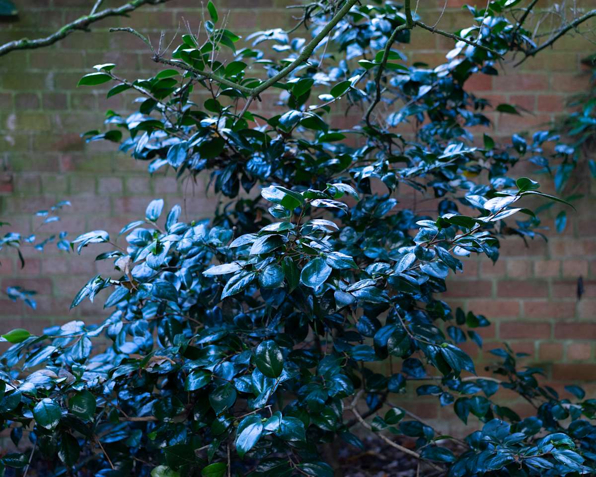 Botanic Gardens 1, Belfast by Hugh Martin, Image 1.