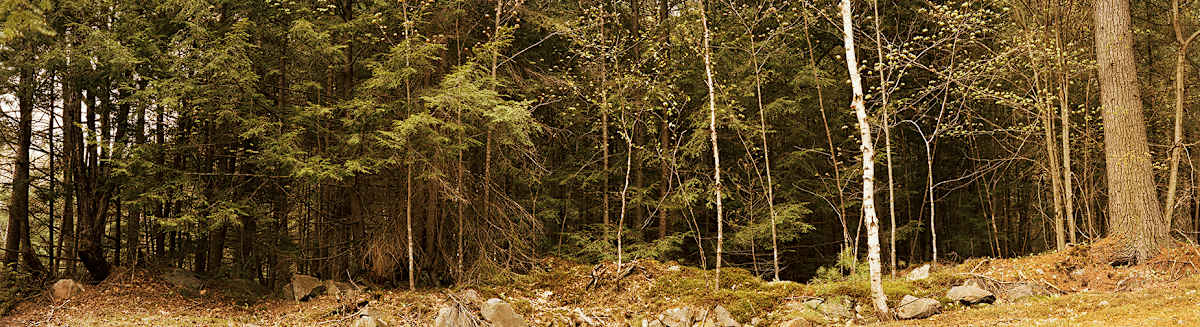 Forest Wall, Silent Lake by Hugh Martin, Image 2.