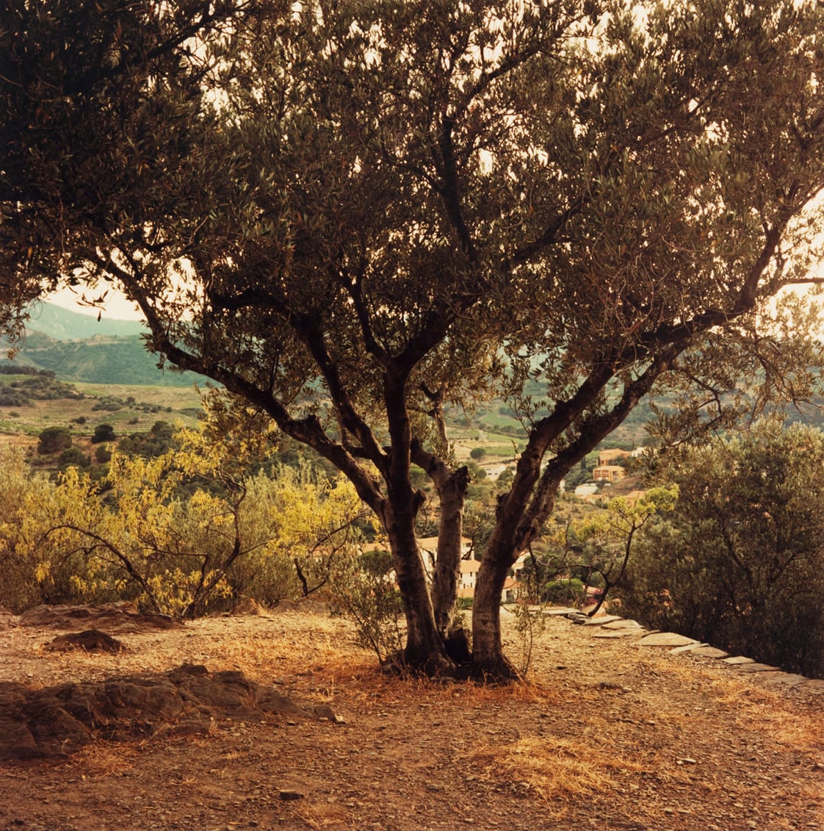 Olive Tree, Collioure by Hugh Martin  Image: Limited editions available in three sizes