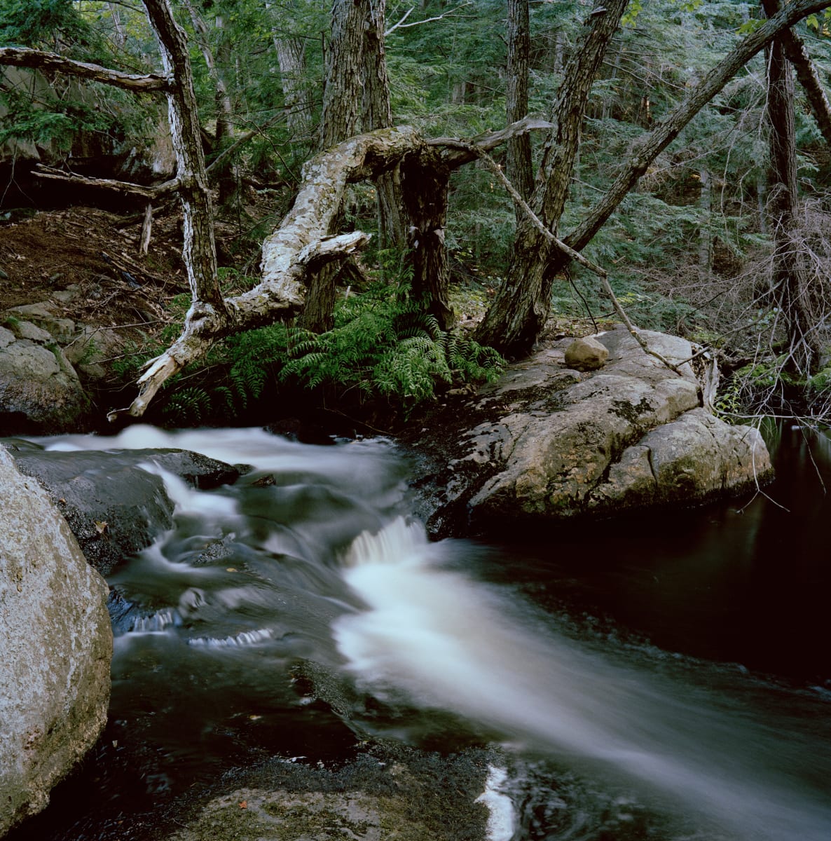 The Great Forest #19, Oldfield Lake:  Summer by Hugh Martin  Image: Limited edition of 6